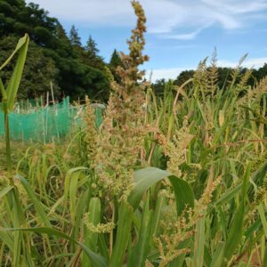 食い荒らされたヒエの穂