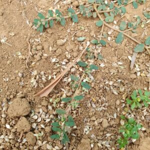 食べられたヒエの穂