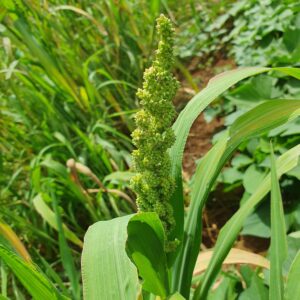 きれいなヒエ穂(1)