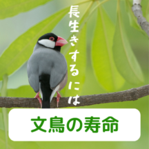 文鳥の寿命