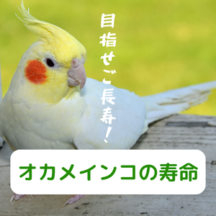 オカメインコの寿命