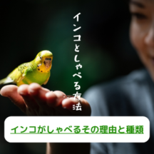 インコがしゃべるその理由と種類