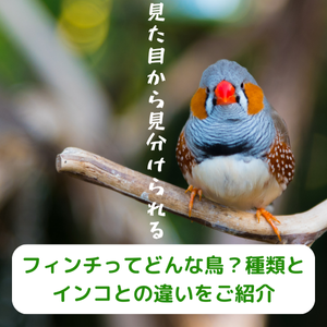 フィンチってどんな鳥？種類とインコとの違いをご紹介