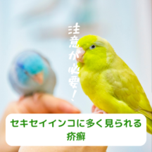 セキセイインコに多く見られる疥癬