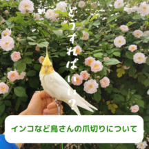 インコなど鳥さんの爪切りについて