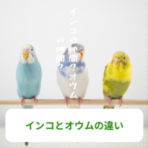インコとオウムの違い