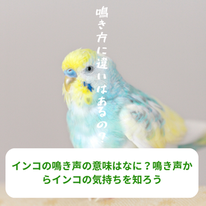 インコの鳴き声の意味はなに？鳴き声からインコの気持ちを知ろう