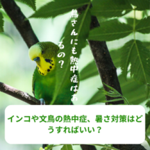 インコや文鳥の熱中症、暑さ対策はどうすればいい?