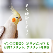 インコの羽切り(クリッピング)とは何?メリット、デメリットを解説