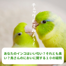 あなたのインコはいい匂い?それとも臭い?鳥さんのにおいに関する10の疑問