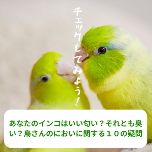 あなたのインコはいい匂い？それとも臭い？鳥さんのにおいに関する１０の疑問