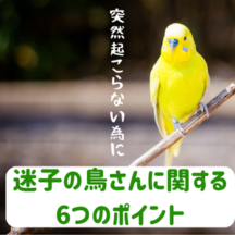 迷子の鳥さんに関する6つのポイント