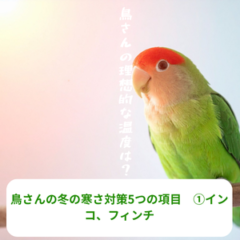 鳥さんの冬の寒さ対策5つの項目　①インコ、フィンチ