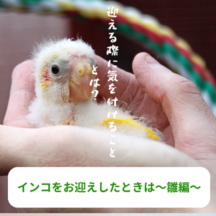 インコをお迎えしたときは～雛編～